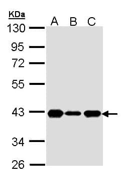 CDK7 Antibody