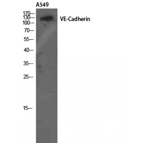 CD144 / CDH5 / VE Cadherin Antibody (670-750 aa)