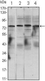CHUK / IKKA / IKK Alpha Antibody (clone 3G12H9)