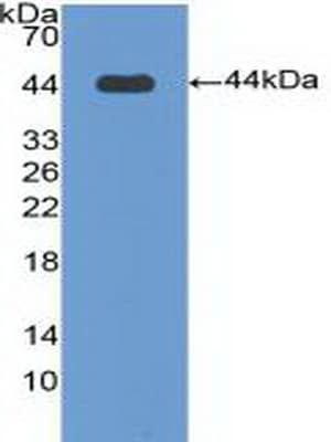 BPI Antibody (aa140-250, APC)