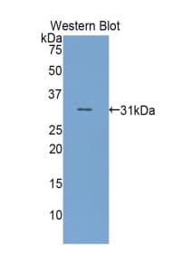 HGD Antibody (aa190-429)