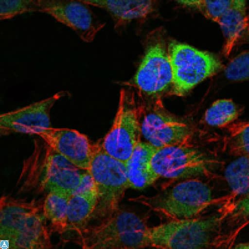 HSP90AB1 / HSP90 Alpha B1 Antibody