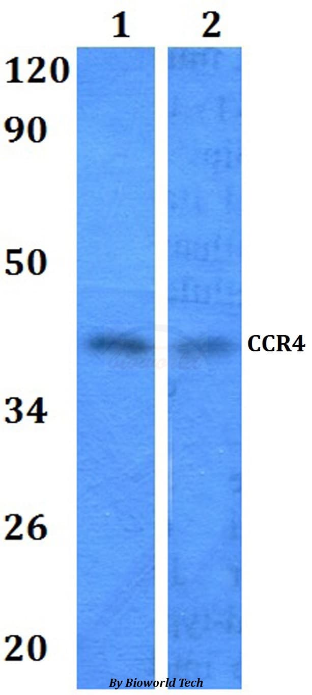 Polyclonal Rabbit anti-Human CCR4 Antibody (WB)
