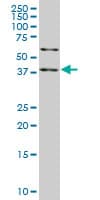 Monoclonal Mouse anti-Human SAV1 / WW45 Antibody (clone 3A10, WB)