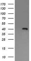 Monoclonal Mouse anti-Human MAPK13 / p38delta Antibody (clone OTI12E2, WB)