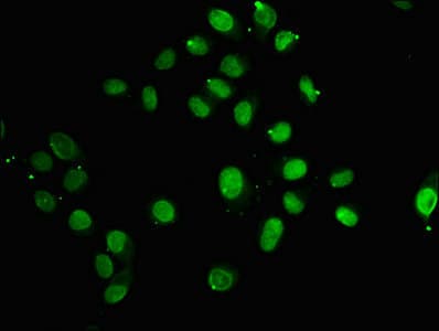 HIST1H2AI Antibody