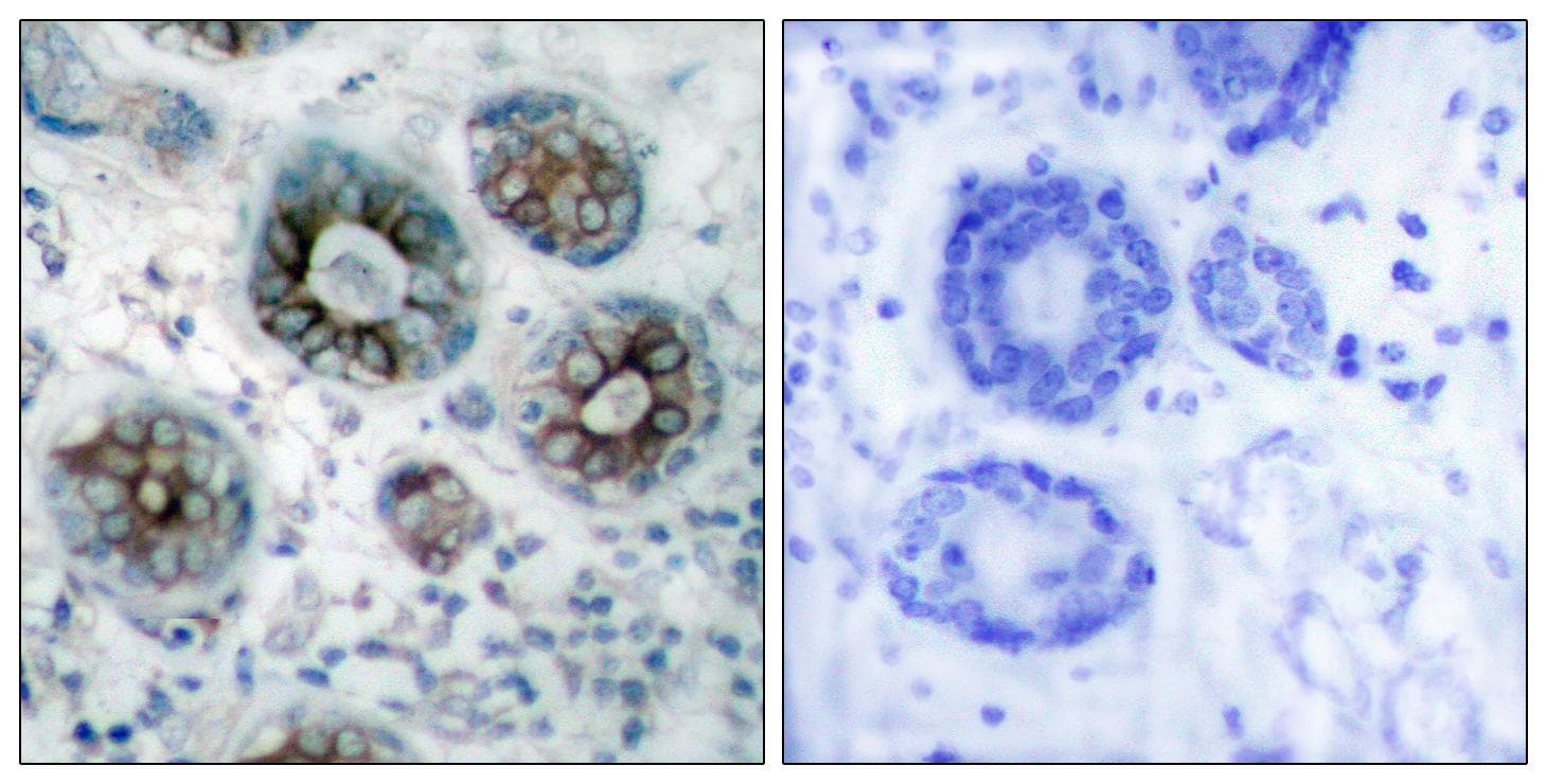 GAP43 Antibody (aa8-57)