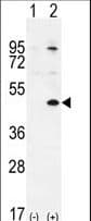 TGIF1 Antibody (aa208-237)