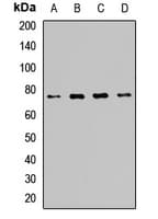 POMGNT1 Antibody