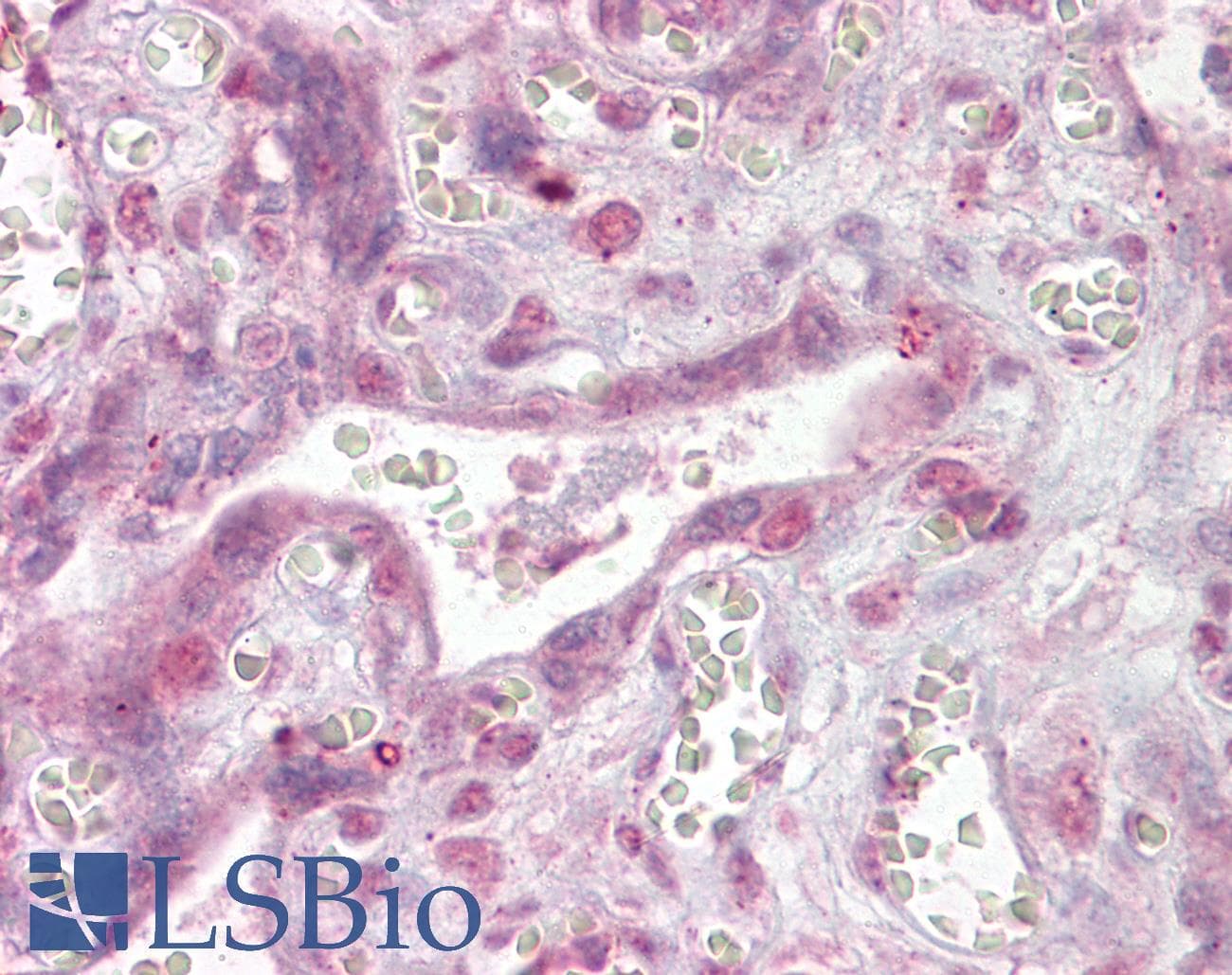 IHC-plus™ NFATC4 / NFAT3 Antibody (aa953-965)