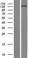 SMG7 Protein (Over-Expression Lysate Myc-DDK (Flag))