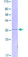 Human TMEM167B Protein (Recombinant GST)