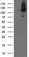 ERCC4 / XPF Antibody (clone OTI3H10)