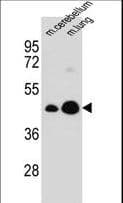 ABRI / ITM2B Antibody (aa218-247)