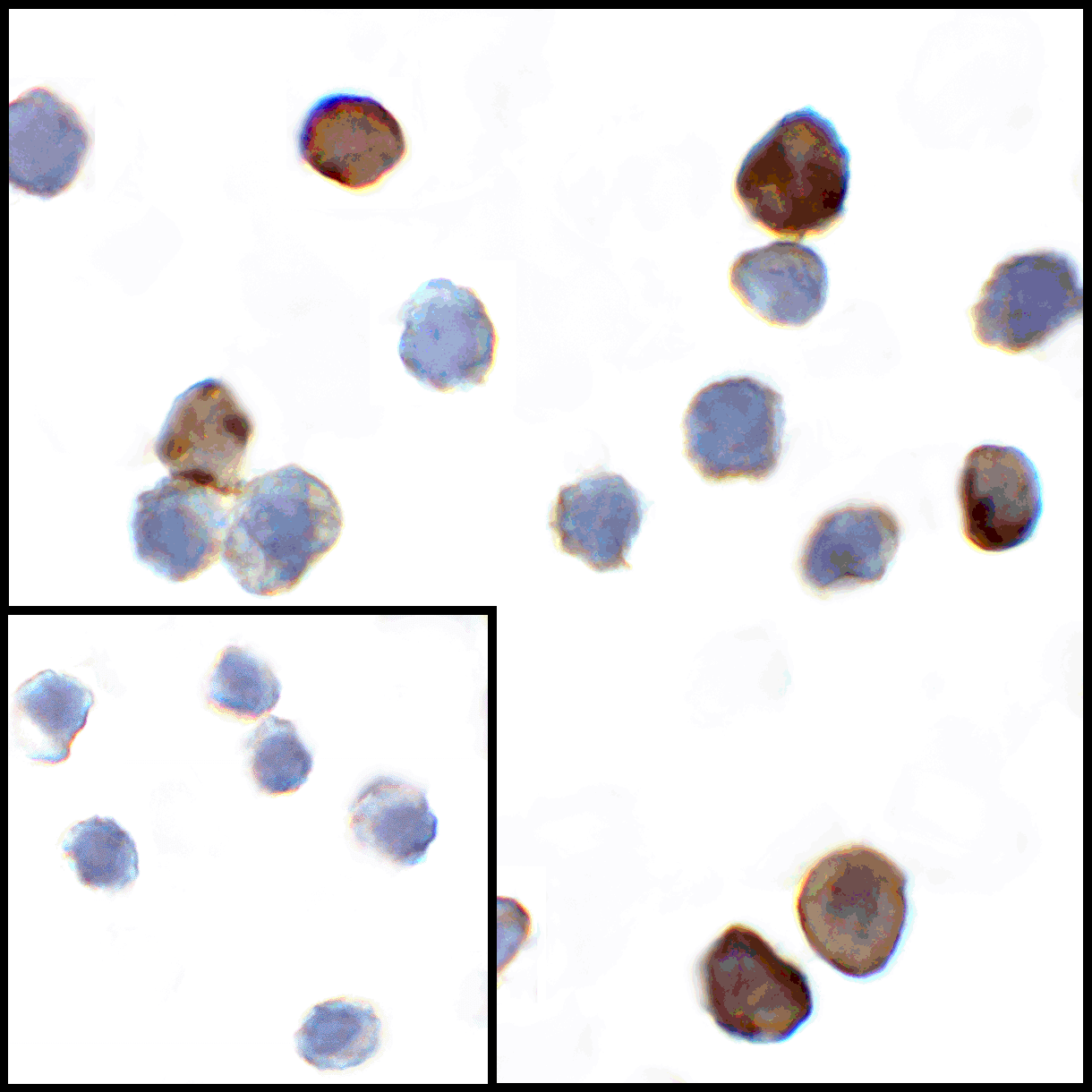 VSIR / GI24 / VISTA Antibody (clone 6D2)