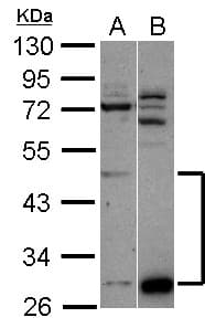 Polyclonal Rabbit anti-Human ZNF410 Antibody (WB)
