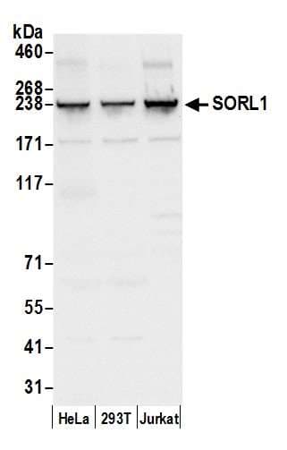 SORL1 Antibody (aa2164-2214)