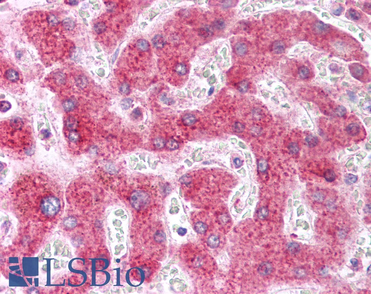 NUMB Antibody (C-Terminus, Biotin)