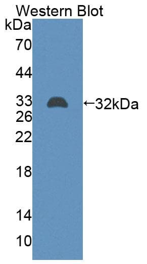 ABCB9 Antibody (APC, Cy7)