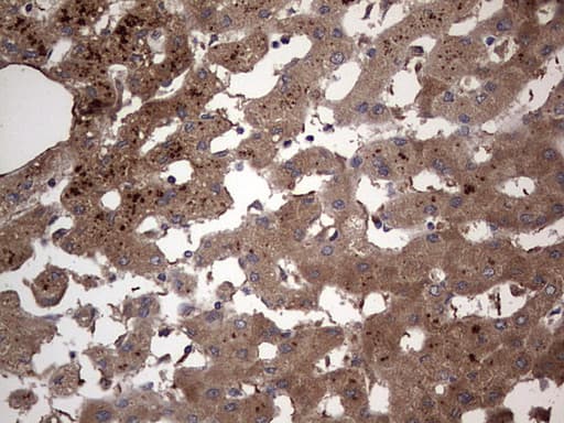 DOCK8 Antibody (aa832-1160, clone OTI4H10)