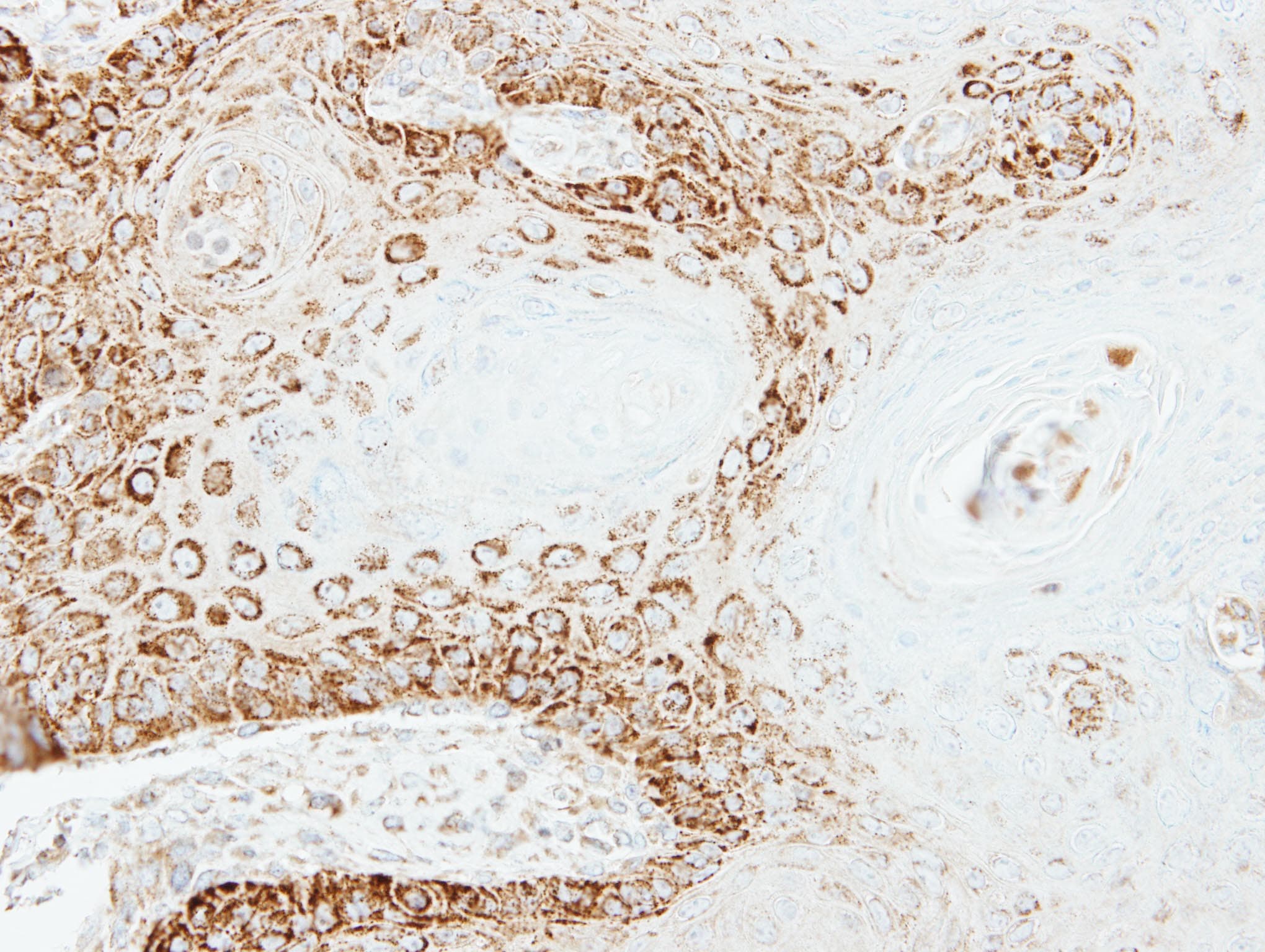 PEX26 Antibody (aa1-305)