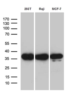 PRPS1L1 Antibody (aa2-318, clone OTI2C6, Carrier-free)