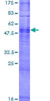 Human OR8H2 Protein (Recombinant GST)