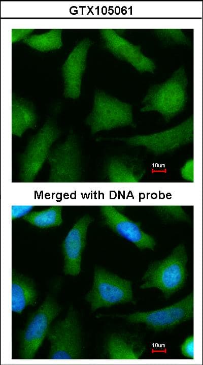 PSMA6 Antibody (aa1-234)