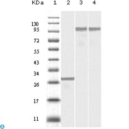 DNM2 / Dynamin-2 Antibody
