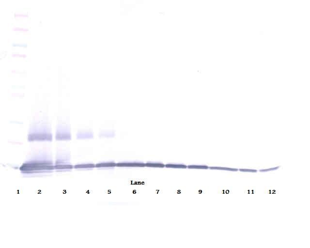 Polyclonal Rabbit anti-Mouse Ccl9 / MIP-1 Gamma Antibody (WB)