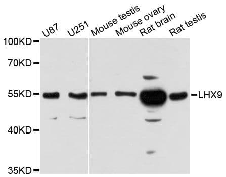 LHX9 Antibody
