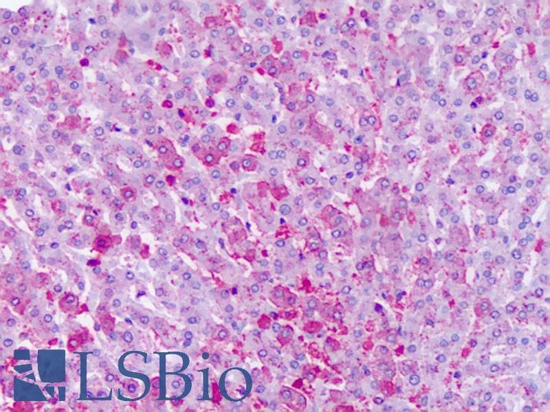 IHC-plus™ FZD6 / Frizzled 6 Antibody (N-Terminus)