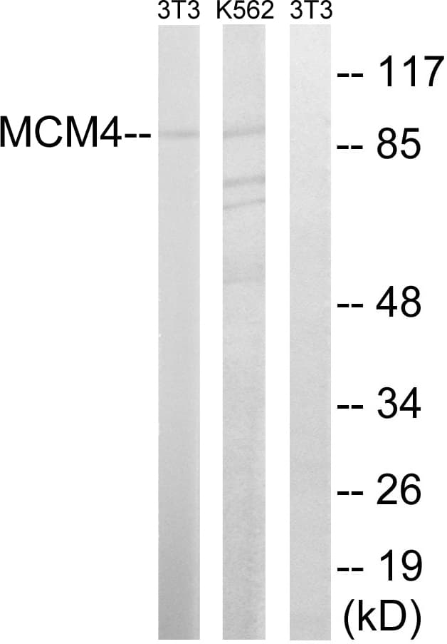 MCM4 Antibody (aa20-69)