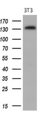 PDGFRA / PDGFR Alpha Antibody (aa789-1089, clone OTI1C10)
