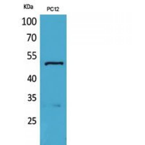Alpha Tubulin Antibody