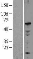 ELF2 / NERF Protein (Over-Expression Lysate Myc-DDK (Flag))
