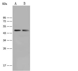 BAF53 / ACTL6A Antibody (Preservative Free)