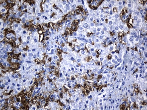 Monoclonal Mouse anti-Human MSR1 / CD204 Antibody (clone UMAB246, Carrier-free, aa197-451, IHC)