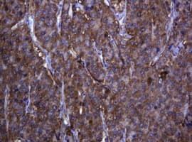 TCL / RHOJ Antibody (clone OTI5C7, Carrier-free)