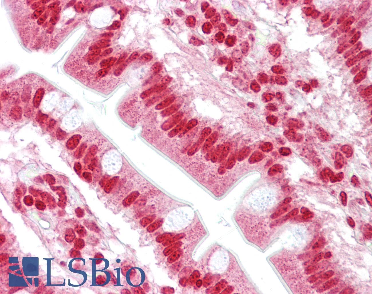OAS1 Antibody (aa324-373)