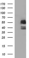 CHGA / Chromogranin A Antibody (clone OTI2F2)