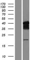 CASP7 / Caspase 7 Protein (Over-Expression Lysate Myc-DDK (Flag))