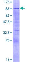 Human SOX30 Protein (Recombinant GST)