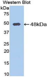 PCOLCE Antibody (aa36-468, Biotin)