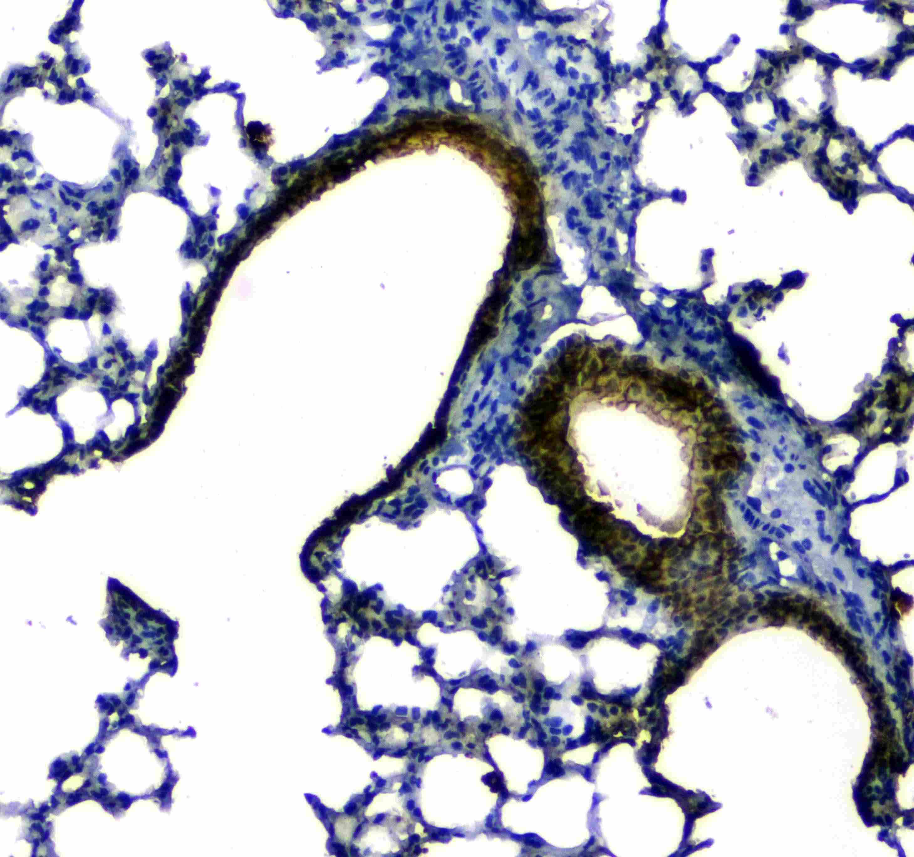 SCGB1A1 / Uteroglobin Antibody
