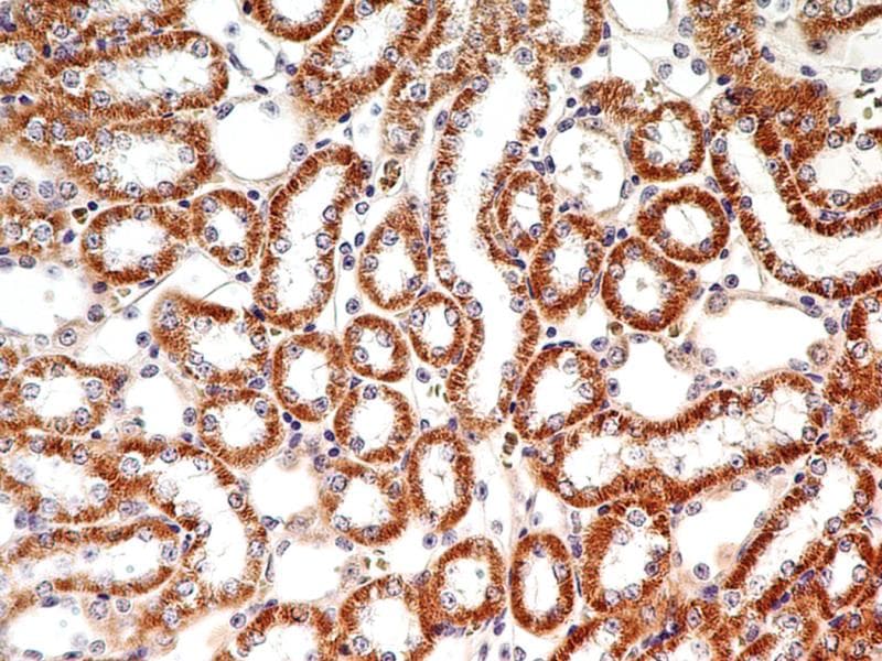 LIF Antibody (aa24-203, clone 39N7D10)