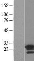 ARL8B Protein (Over-Expression Lysate Myc-DDK (Flag))