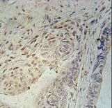 CCDC92 Antibody (aa177-205)