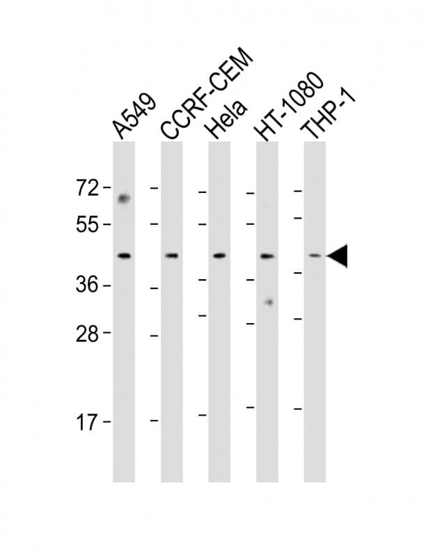 MAZ Antibody (aa295-327)
