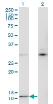 MTCP1 Antibody (clone 1G12)